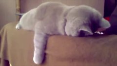 Подборка со смешными котами и кошками