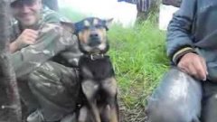 Собаку сильно клонит ко сну
