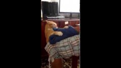 Спасайся бегством, это очень мстительный кот!