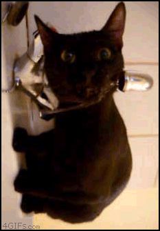 Кошка пъет воду