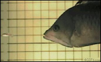 Рыба с губами