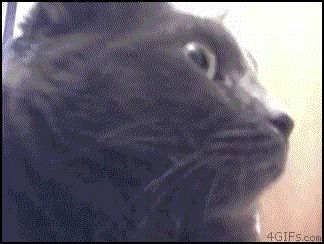 Удивленная кошка