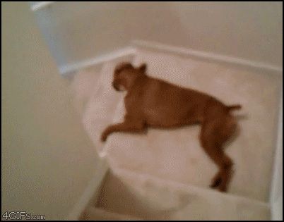 Собака любит кататься по лестнице