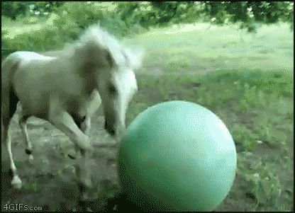 Лошадь и мяч
