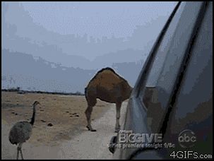 Верблюд крадет еду из машины