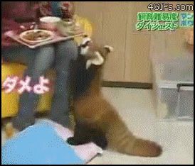 Домашняя красная панда