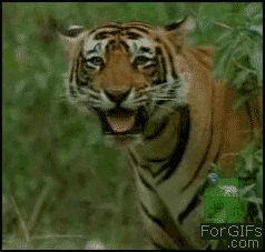 Улыбка тигра