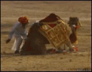 Верблюд и араб