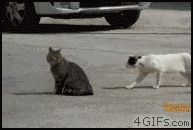 Уличные драки кошек