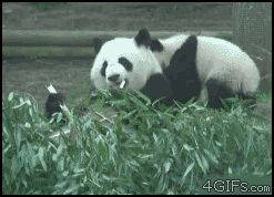 Бросок панды