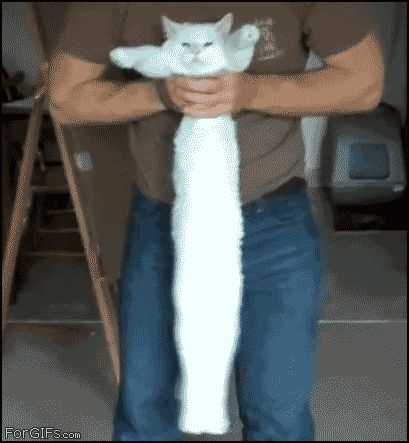 Длинная кошка - маятник