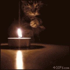 Играющая с огнем кошка