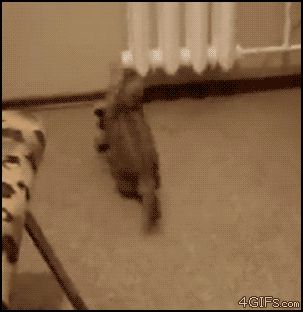 Прыгает словно кенгуру
