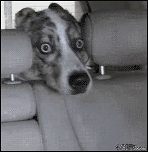 Удивленные глаза собаки