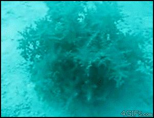 Живое океаническое растение