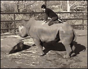 Родео на носороге