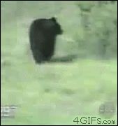Кошка напугала медведя из кустов