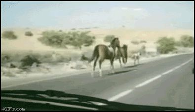 Лошадь перескочила через автомобиль