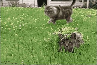 Замаскированная под траву кошка