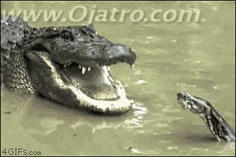 Змея укусила крокодила