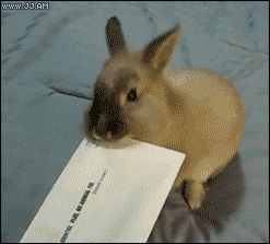 Открывающий письма кролик