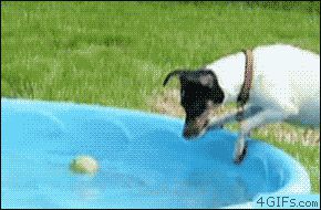 Собака которая боится воды