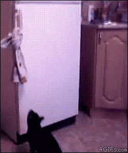 Кошка открывает холодильник