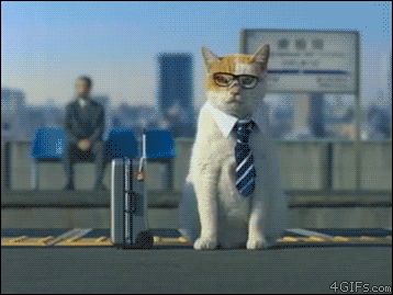 Японская бизнес кошка