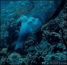 Гипнотическая каракатица