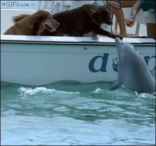 Дельфин поцеловал собаку