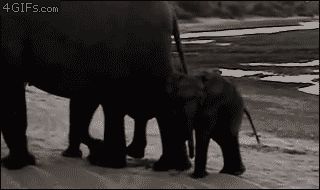 Слоненок засмотрелся