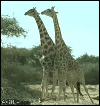 Бой жирафов