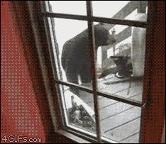 Кошка набросилась на медведя