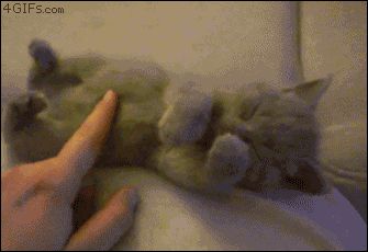 Позитив со спящим котенком