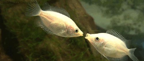 Поцелуйчики у рыбок