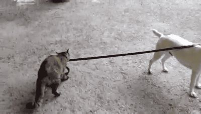 Кошка ведёт собаку домой