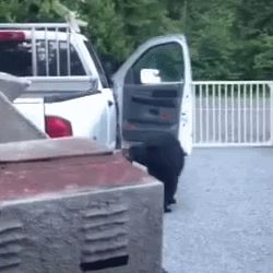 Медведь открывает дверь