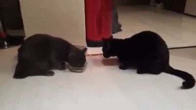 Одна миска на две кошки