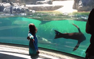 Морской лев обеспокоен падением девочки