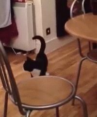 Радостный кот-прыгун