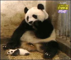 Панда напугалась