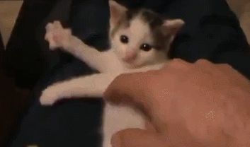 Котёнок играет на невидимой арфе