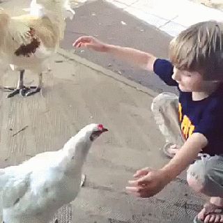 Обнимашки с курицей
