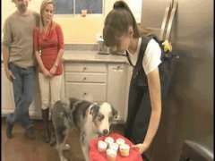 Собака и пироженное
