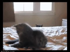 Кошка наблюдатель