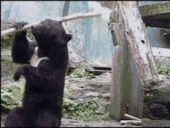 Медведь кун-фу