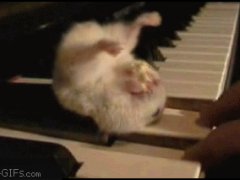 Хомяк на пианино