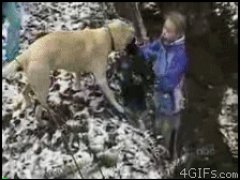 Собака использует человека
