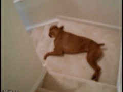 Собака любит кататься по лестнице