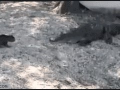 Кошка против крокодила